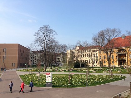 Frühling auf dem Steintor-Campus. In der Bildmitte das Institut für Romanistik (Foto: Anke Auch)